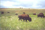 bison.jpg (70283 bytes)